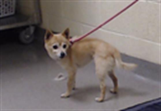Shelter Stray Male Dog last seen S QUIETO WAY & KENTUCKEY AVE DENVER CO 80223, 1241 W Bayaud Ave, Denver, CO 80223, USA