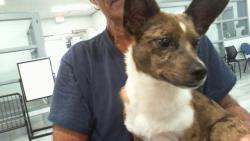 Shelter Stray Female Dog last seen CHARLOTTE, 8315 Byrum Dr, Charlotte, NC 28217, USA