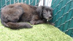 Shelter Stray Female Dog last seen , 11258 Garfield Ave, Downey, CA 90242, USA