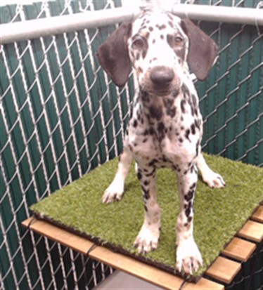 Shelter Stray Male Dog last seen , 11258 Garfield Ave, Downey, CA 90242, USA