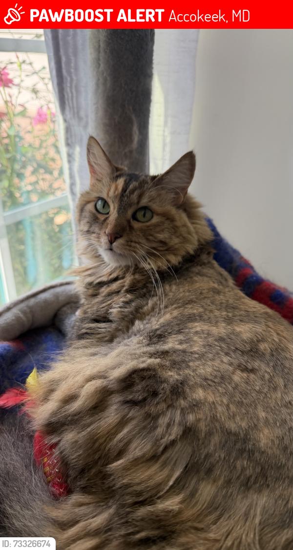 Lost Female Cat last seen Piscataway neighborhood the Preserve, Accokeek, MD 20607
