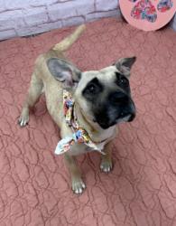 Shelter Stray Female Dog last seen Near BLOCK PHILIP ST, DETROIT MI 48224, 7401 Chrysler Dr, Detroit, MI 48211, USA