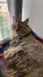 Lost Female Cat last seen Piscataway neighborhood the Preserve, Accokeek, MD 20607