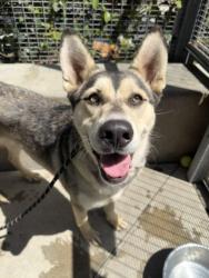 Shelter Stray Female Dog last seen , 957 N Gaffey St, San Pedro, CA 90731, USA