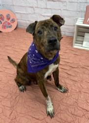Shelter Stray Female Dog last seen Near BLOCK COMSTOCK ST, DETROIT MI 48211, 7401 Chrysler Dr, Detroit, MI 48211, USA