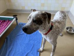 Shelter Stray Male Dog last seen DUKE FOREST, 1601 Eubanks Rd, Chapel Hill, NC 27516, USA