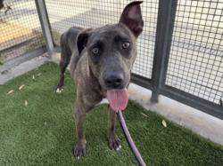 Shelter Stray Female Dog last seen , 1850 W 60th St, Los Angeles, CA 90047, USA