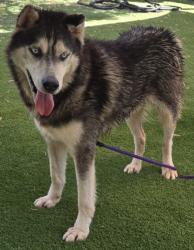 Shelter Stray Male Dog last seen , 1850 W 60th St, Los Angeles, CA 90047, USA