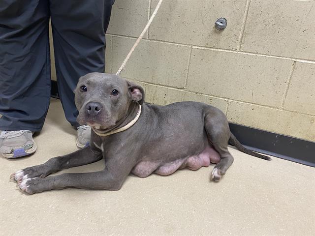 Shelter Stray Female Dog last seen 42ND EGGERT, 3839 W Burnham St, West Milwaukee, WI 53215, USA