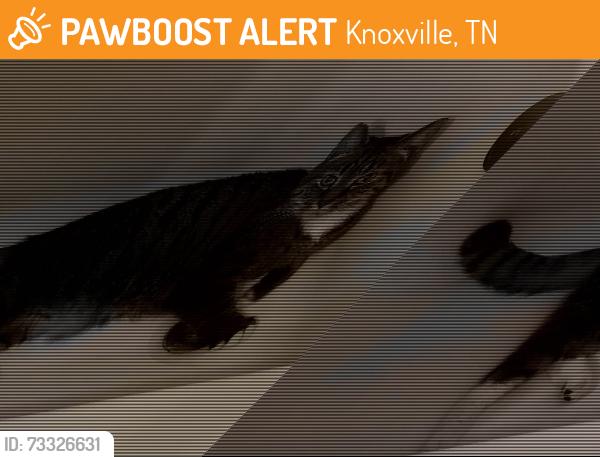 Found/Stray Unknown Cat last seen Northshore Woods apmts, Rocky Hill Shopping Center area, Knoxville, TN 37919