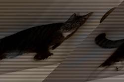 Found/Stray Unknown Cat last seen Northshore Woods apmts, Rocky Hill Shopping Center area, Knoxville, TN 37919