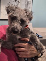 Found/Stray Male Dog last seen CollinMcKinney pkwy/Dr Kenneth Cooper dr, McKinney, TX 75070