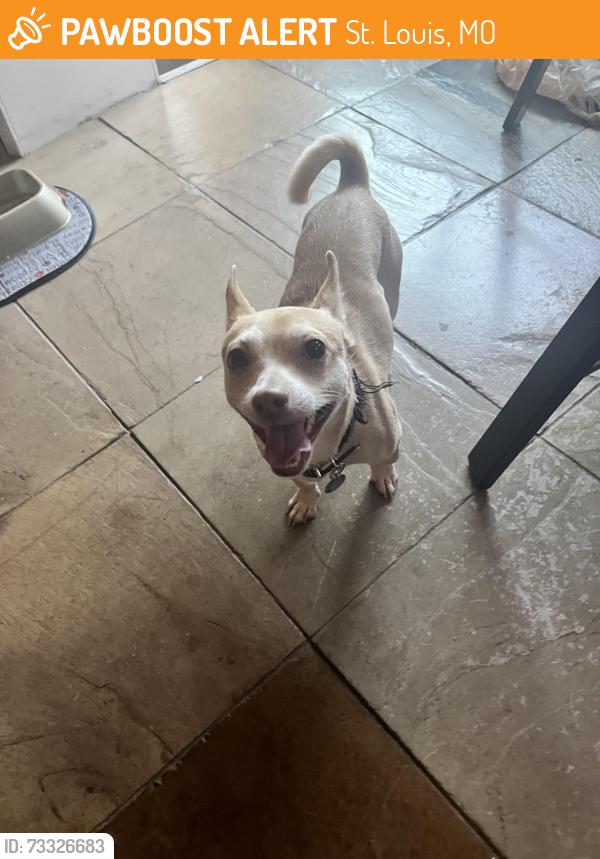 Found/Stray Male Dog last seen Union, St. Louis, MO 63112