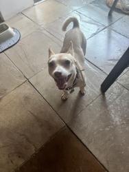 Found/Stray Male Dog last seen Union, St. Louis, MO 63112