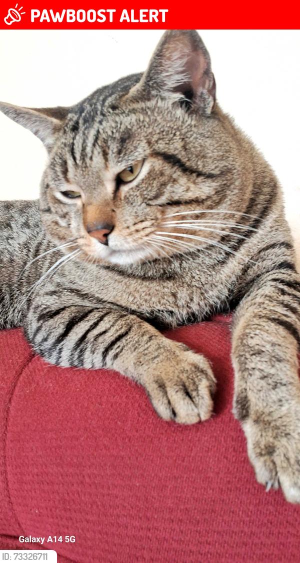 Lost Male Cat last seen Perto do posto de saude rosemary, Jardim Rosemary, SP 06657-500
