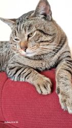 Lost Male Cat last seen Perto do posto de saude rosemary, Jardim Rosemary, SP 06657-500