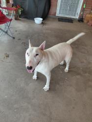 Reunited Male Dog last seen Los Arboles Ave NE and Moon, Albuquerque, NM 87112