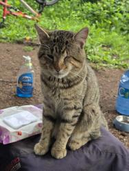 Lost Male Cat last seen In a forest beside 1490 Hamilton rd London Ontario, London, ON N5W 5W9