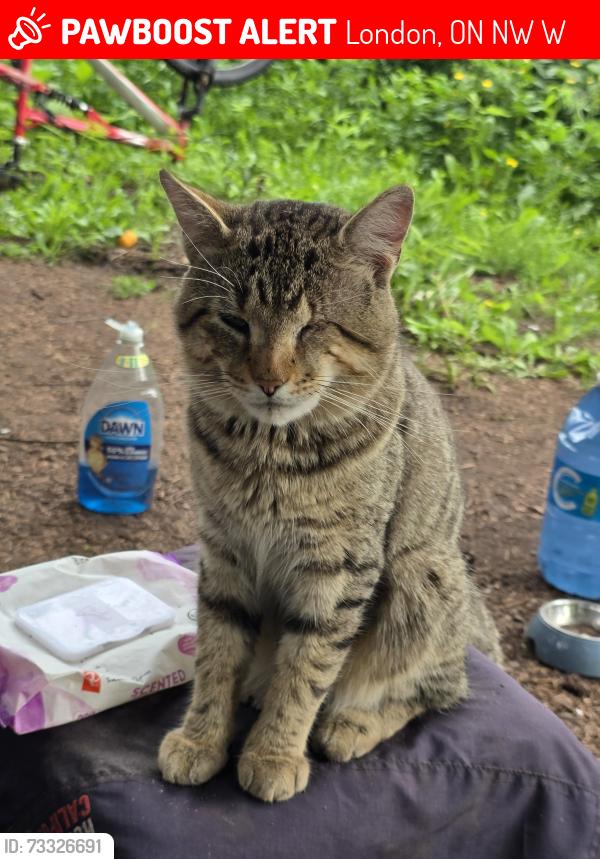 Lost Male Cat last seen In a forest beside 1490 Hamilton rd London Ontario, London, ON N5W 5W9