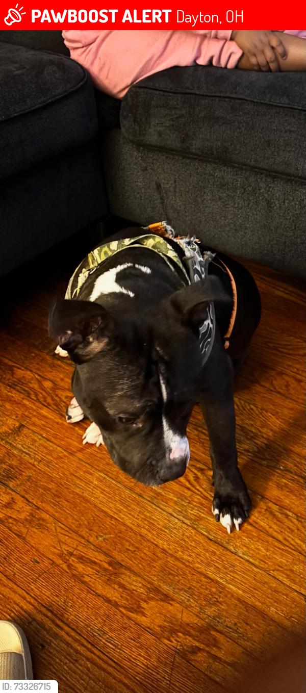 Lost Male Dog last seen Wyoming st, Dayton, OH 45410