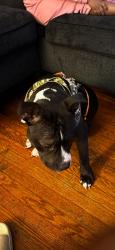 Lost Male Dog last seen Wyoming st, Dayton, OH 45410
