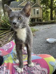 Found/Stray Unknown Cat last seen Near village shops center in flowery branch, Flowery Branch, GA 30542