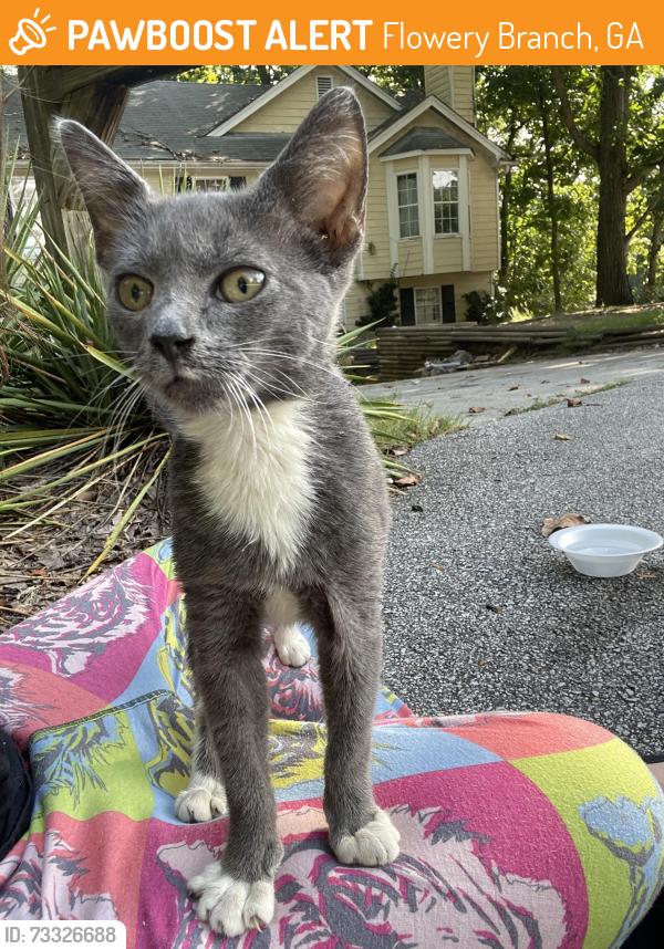 Found/Stray Unknown Cat last seen Near village shops center in flowery branch, Flowery Branch, GA 30542