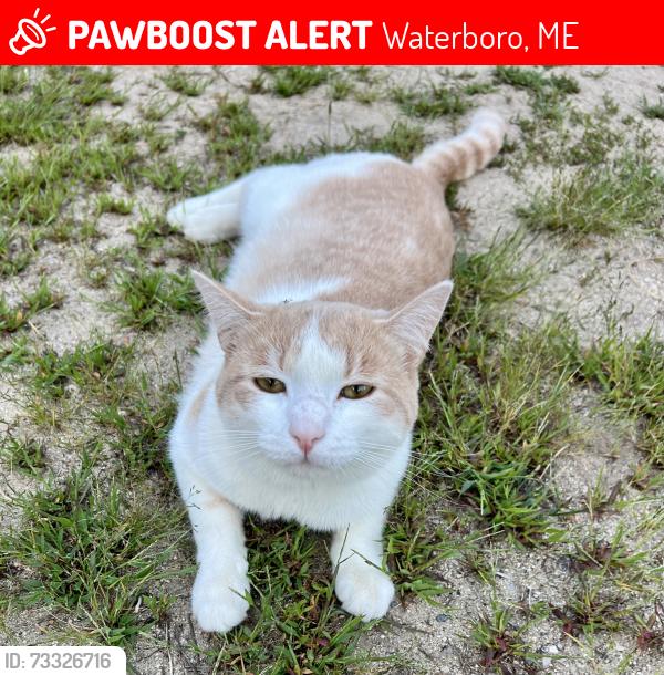 Lost Male Cat last seen Harpin Rd, Waterboro, ME 04087
