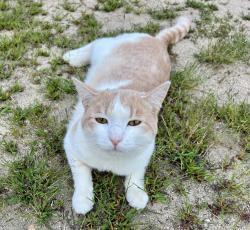 Lost Male Cat last seen Harpin Rd, Waterboro, ME 04087