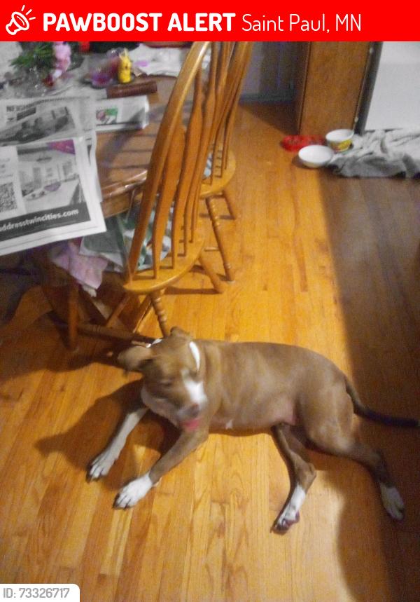 Lost Female Dog last seen Battle Creek Regional Park walking trail near upper afton, Saint Paul, MN 55106