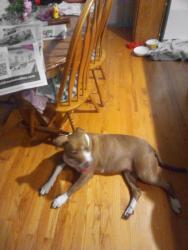 Lost Female Dog last seen Battle Creek Regional Park walking trail near upper afton, Saint Paul, MN 55106