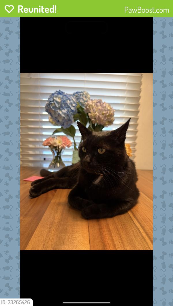 Reunited Male Cat last seen Newhall and Sherwood, San Jose, CA 95126