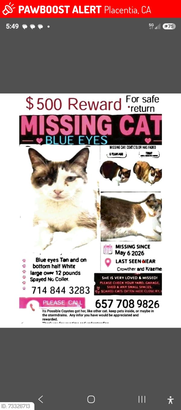 Lost Female Cat last seen Chapman and kraemer, Placentia, CA 92870