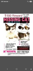 Lost Female Cat last seen Chapman and kraemer, Placentia, CA 92870