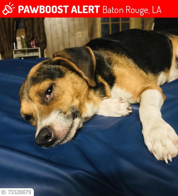 Lost Male Dog last seen Baton rouge, Baton Rouge, LA 70801