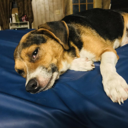 Lost Male Dog last seen Baton rouge, Baton Rouge, LA 70801