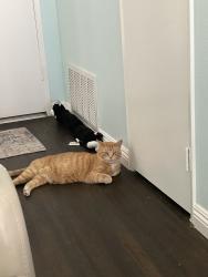 Lost Female Cat last seen Home, Camarillo, CA 93012