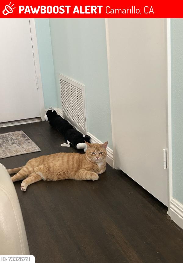 Lost Female Cat last seen Home, Camarillo, CA 93012