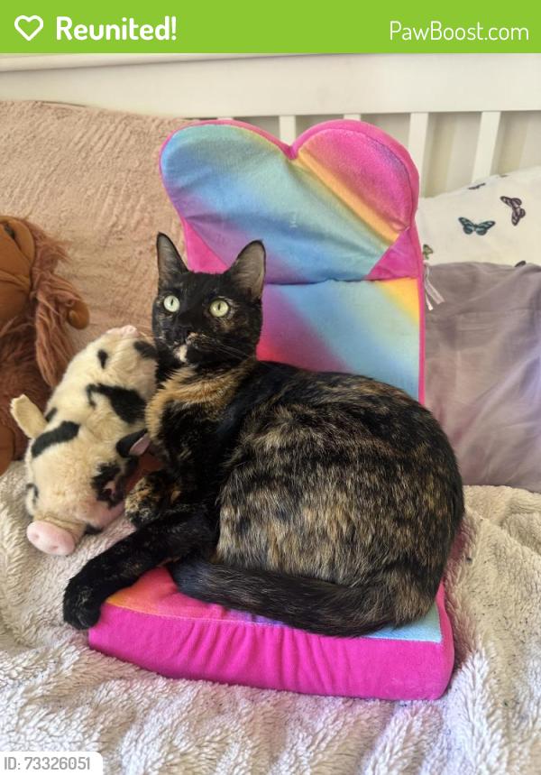 Reunited Female Cat last seen Near Gannet Dr, Costa Mesa, CA 92626, USA, Costa Mesa, CA 92626
