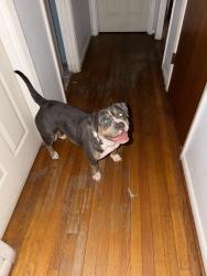 Lost Female Dog last seen Mitchell Mill, Raleigh, NC 27616