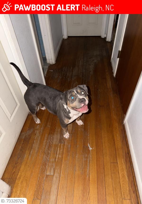 Lost Female Dog last seen Mitchell Mill, Raleigh, NC 27616