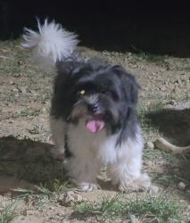Reunited Male Dog last seen It was in my backyard last night, Louisville, KY 40215
