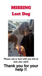 Lost Female Dog last seen QUillayute, Homestead Meadows South, TX 79938