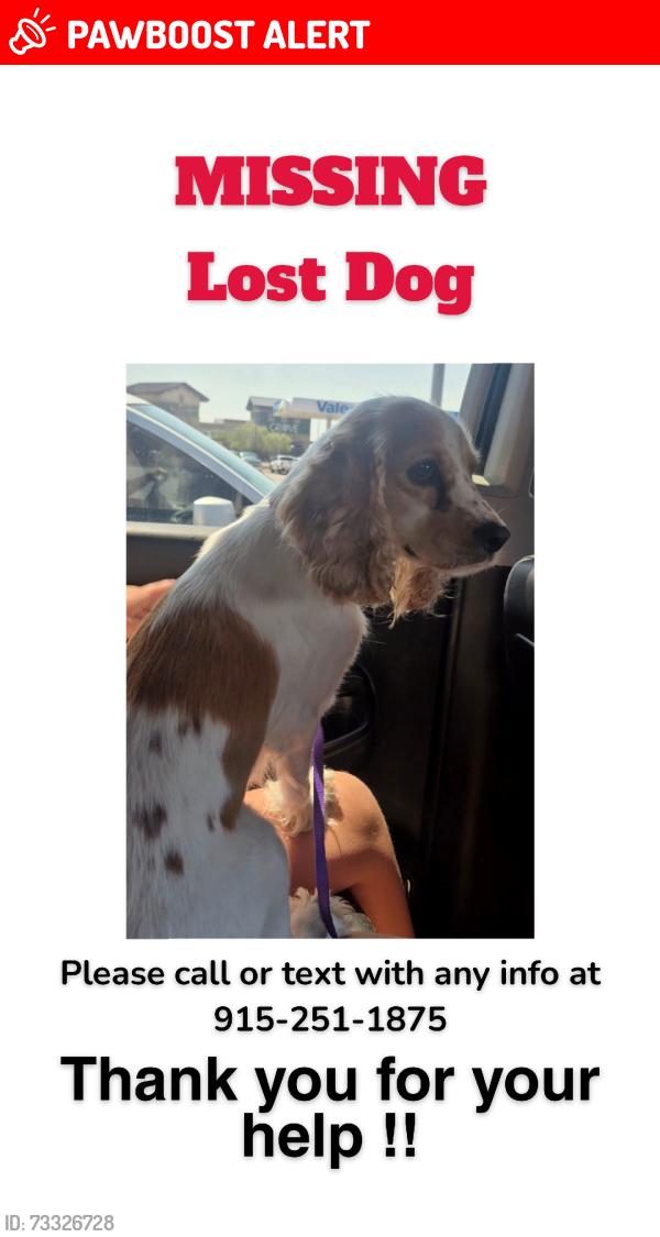 Lost Female Dog last seen QUillayute, Homestead Meadows South, TX 79938