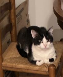 Lost Male Cat last seen W. Friendly Ave. College Rd., Greensboro, NC, Greensboro, NC 27410