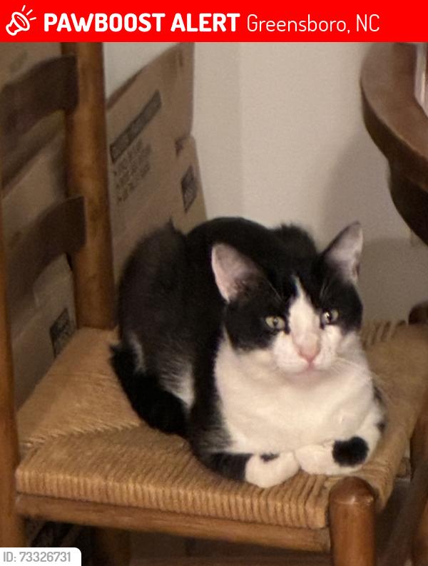 Lost Male Cat last seen W. Friendly Ave. College Rd., Greensboro, NC, Greensboro, NC 27410