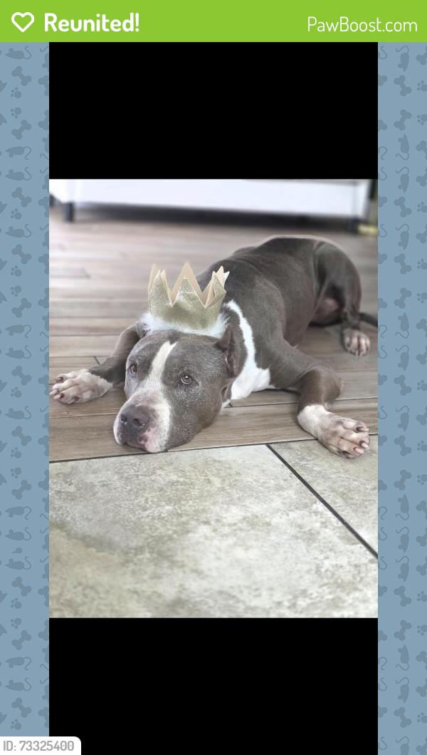 Reunited Female Dog last seen Horton Ct, Oviedo, FL 32765