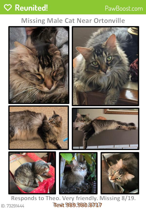Reunited Male Cat last seen Bird Road and Bald Eagle Lake Road, Ortonville, MI 48462
