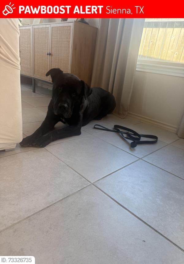Lost Male Dog last seen Heritage oaks, Sienna, TX 77459