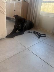 Lost Male Dog last seen Heritage oaks, Sienna, TX 77459